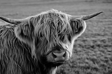Hooglander koe kijkt indringend; in zwart-wit