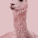 Alpaca