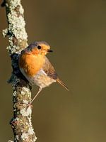 Roodborst