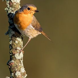 European Robin sur Marcel van Os