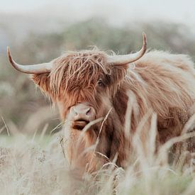 Scottish Highlanders in the Dutch Dunes by Anne Zwagers