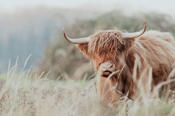 Schotse Hooglanders in de Nederlandse Duinen van Anne Zwagers