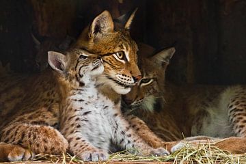lynx moeder (grote kat) speelt met een schattig klein lynx poesje, vriendelijk en lief. van Michael Semenov