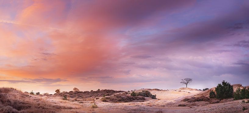 Teintes pastel sur les landes par Maayke Klaver
