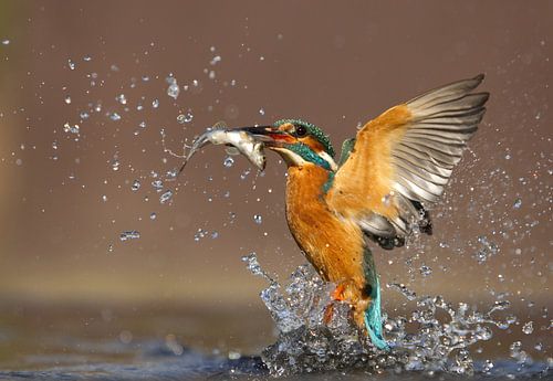 Common Kingfisher (Alcedo atthis) taking off with fish