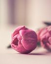 Tulpen in zacht licht von Ronald van der Zon Miniaturansicht