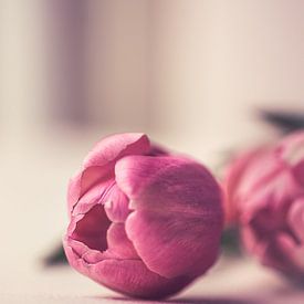 Tulpen in zacht licht von Ronald van der Zon
