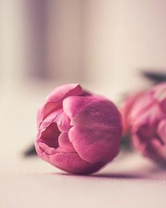 Tulpen in zacht licht von Ronald van der Zon
