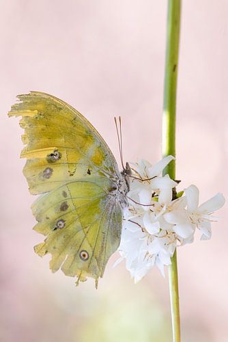 Portret van een Afrikaanse Parelmoervlinder