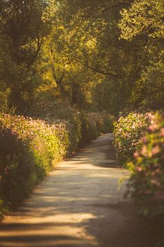 Cozy street in nature von Reversepixel Photography