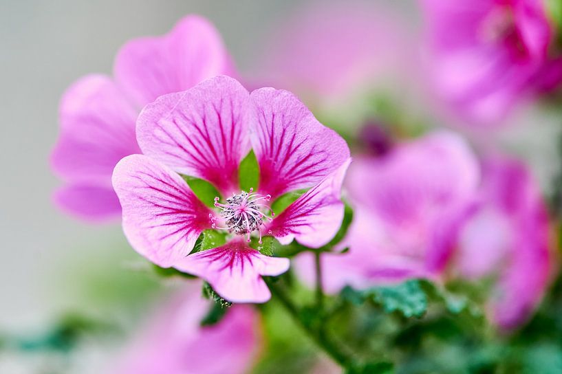 Mallow Blossom by C. Nass