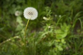 Alles Pusteblume von Tim Zentgraf