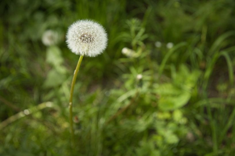Everything dandelion by Tim Zentgraf