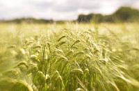 Grain fields