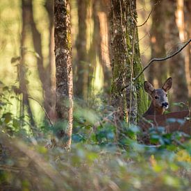chevreuil sur Andy van der Steen - Fotografie