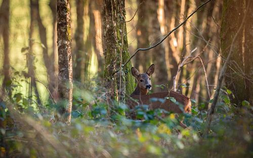 ree van Andy van der Steen - Fotografie
