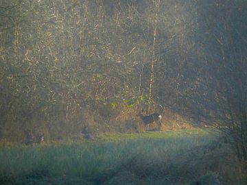 Deer in pasture by Fotonatuurlijk