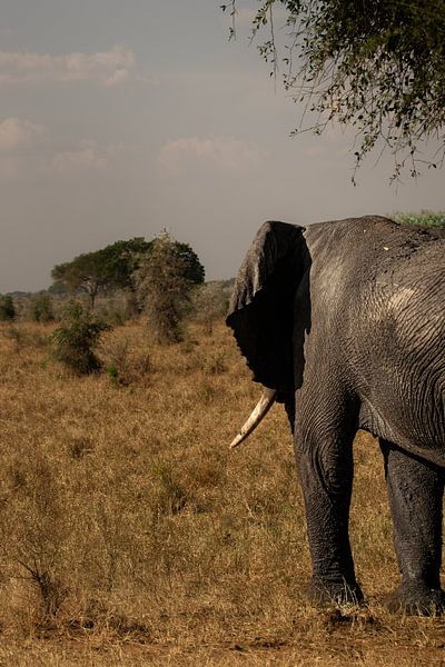 Wisdom in motion - The ancient bulls of Kidepo by Rick Massar