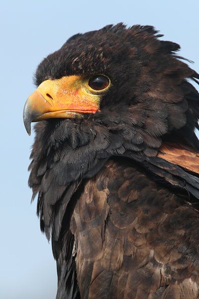 Bateleur (Terathopius ecaudatus) by Ronald Pol