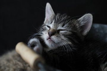 Slapende kitten in houten trog.