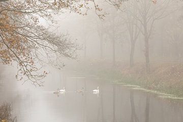 Schwäne im Nebel von KB Design & Photography (Karen Brouwer)