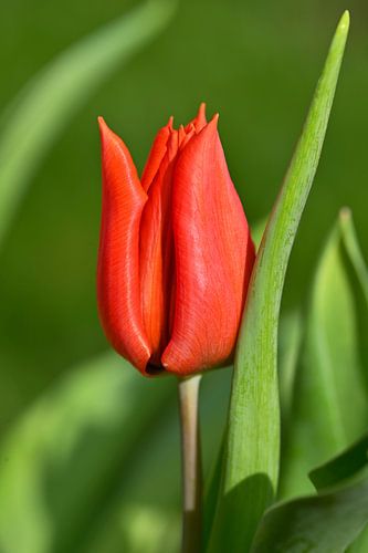 Rode tulp op groene achtergrond – sfeervolle tulpenfotografie
