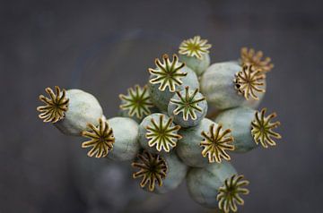 Poppyseed poppy seed pod