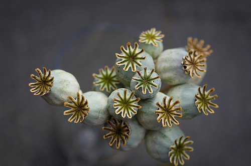 Poppyseed #klaproos zaaddoos botanica