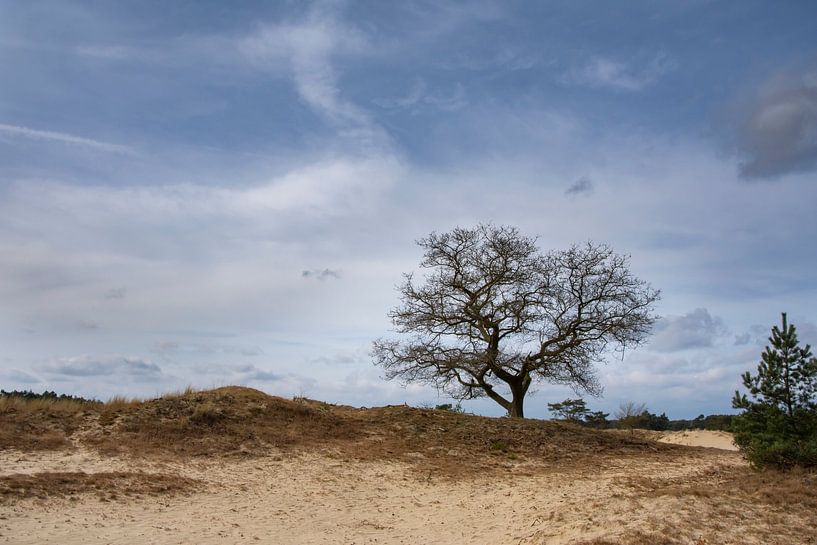 Tree Hulshorsterzand by Margreet Frowijn