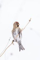 Barmsijs in de sneeuw