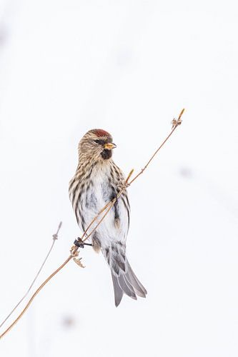 Barmsijs in de sneeuw
