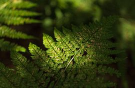 Grüner Farn in der Sonne (Niederlande) von Marcel Kerdijk