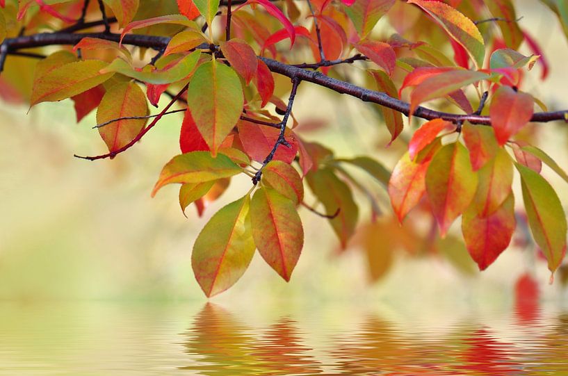 Herbstblätter van Violetta Honkisz