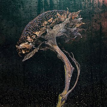 Automne : art de la nature IV