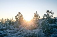 Sunrise with frost in heath and dune area v4