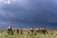 Kemelen in Mongolie van Daan Kloeg thumbnail