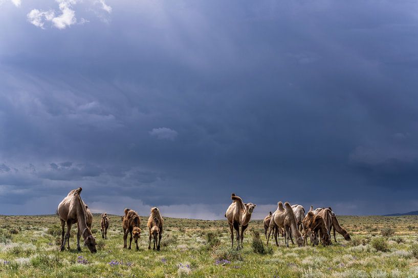 Kemelen in Mongolie van Daan Kloeg