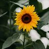 Zonnebloem, prachtige zomerse gele bloem met een groene achtergrond | foto print | fotografie van Yvette Baur