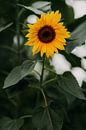 Zonnebloem, prachtige zomerse gele bloem met een groene achtergrond | foto print | fotografie van Yvette Baur thumbnail