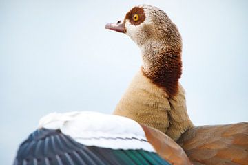 Egyptische gans die zijn verenkleed verzorgt; van Madleen Sophie