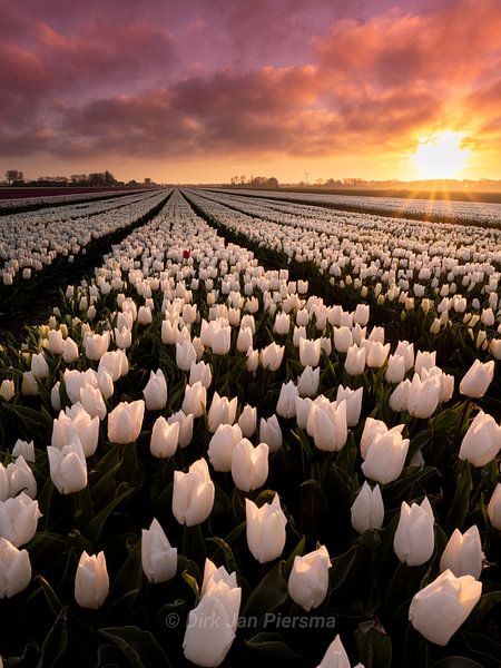 Rouge au milieu par Dirk Jan Piersma
