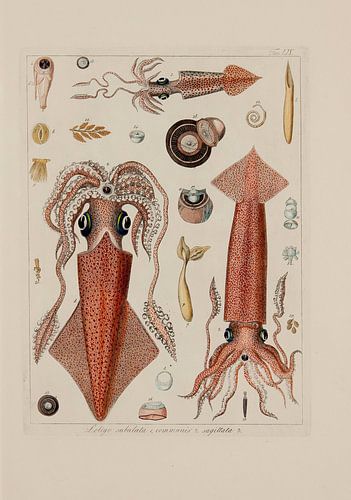 Memorie sulla Storia e Notomia - Stefano Delle Chaie, 1823 - Collectie Teylers Museum