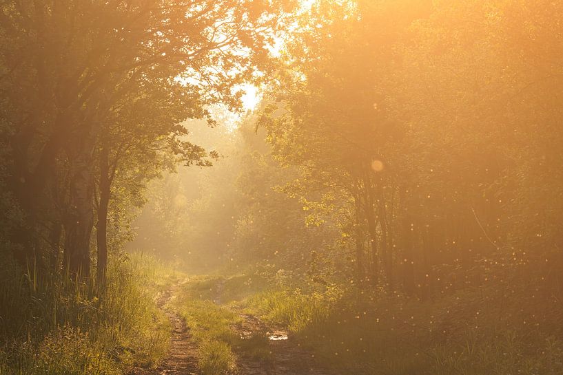Frühlingsanfang in der Merkske von Nature Laurie Fotografie