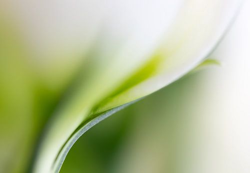 Lisianthus