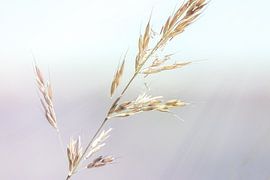 Close up of grass in a fairytale setting. by Made by Voorn