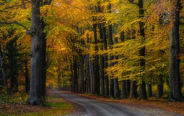 Zwarteweg, Lage Vuursche