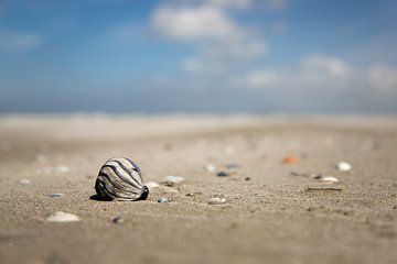 shell photo of terschelling by Karijn | Fine art Natuur en Reis Fotografie