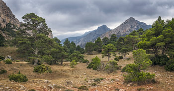 Dennenbomen in een mistig landschap in Ports de Beseit, Catalonië