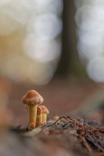 Paddenstoelen (rode zwavelkopjes) in het herfstbos