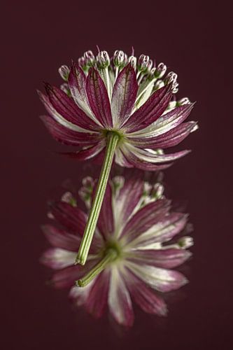 Bourgogne / violet : Un nœud zélandais se reflète dans la surface.